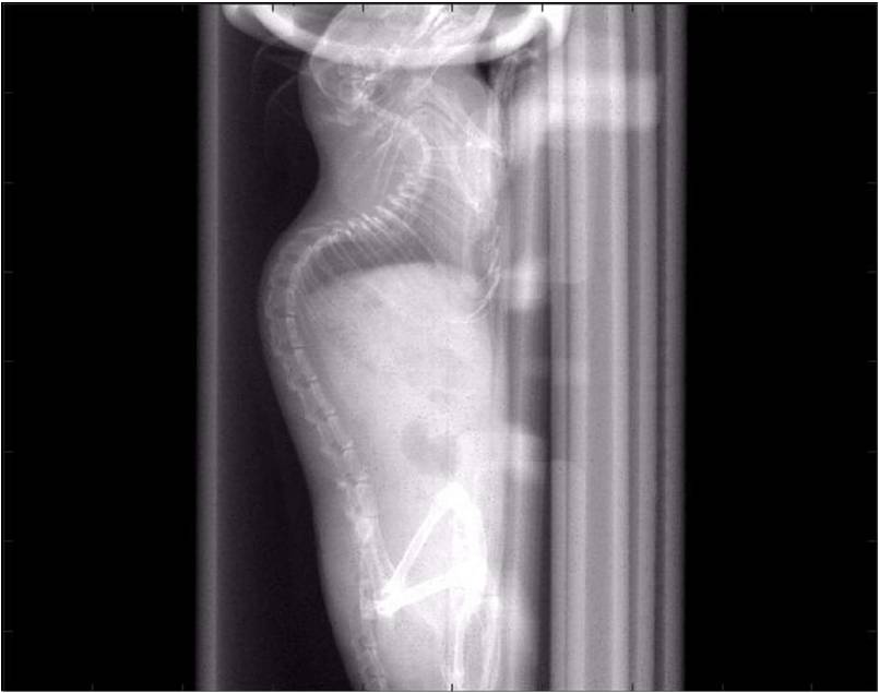 小鼠X光.jpg 小鼠X光.jpg